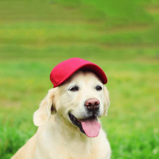 Dogge People Caps – by breed